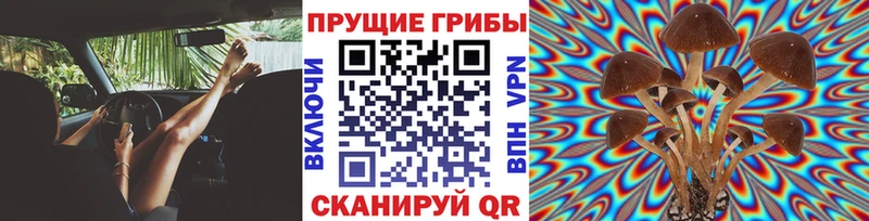 где можно купить наркотик  Протвино  Галлюциногенные грибы GOLDEN TEACHER 