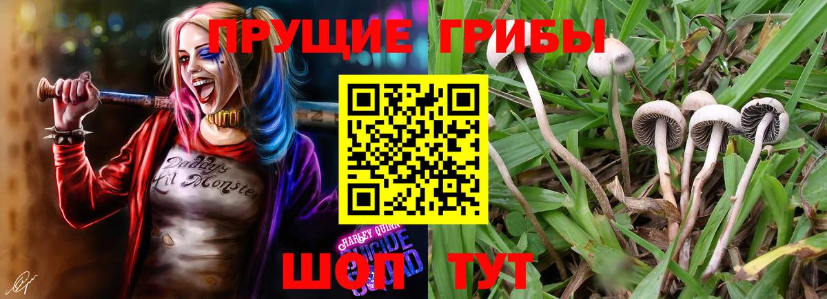 Протвино  Псилоцибиновые грибы Psilocybe  Вход с VPN  Псилоцибиновые грибы мицелий 